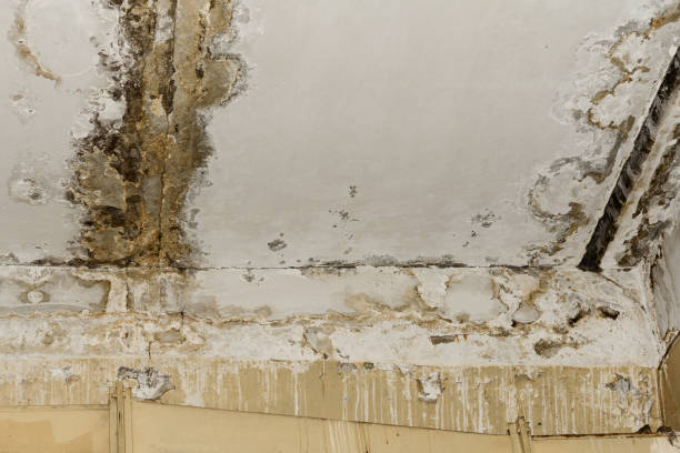 Best Mold Documentation for Insurance Claims  in Paloma Creek South, TX
