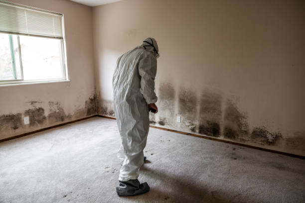 Best Attic Mold Removal  in Paloma Creek South, TX